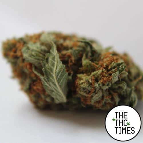 Girl Scout Cookies Hybrid Cannabis Strain