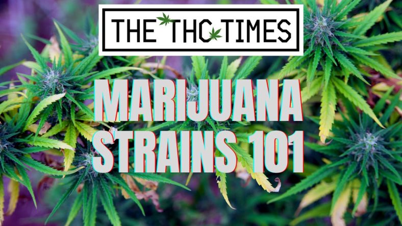 Marijuana Strains 101