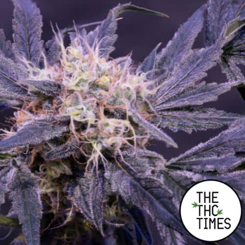 Strawberry Cough Sativa Strain
