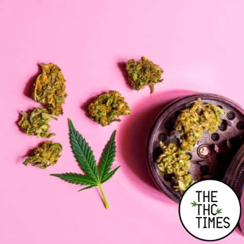 pineapple express hybrid Cannabis Strain